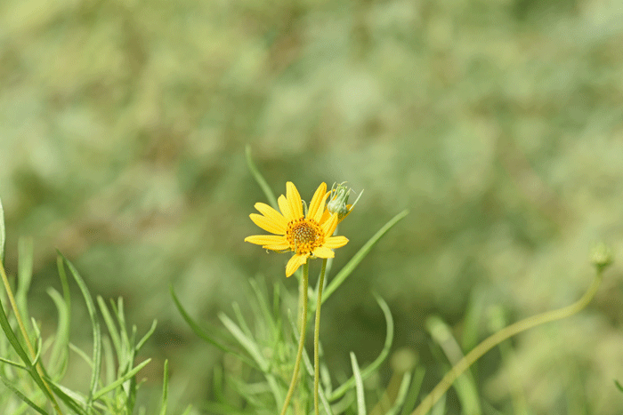 Resinbush has a flowering season that runs from May or June to September or October; this species prefers elevations between 2,500 to 6,000 feet; (762-1,829 m). Viguiera stenoloba